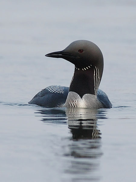Kuikka, Black-throated Diver, Gavia arctica